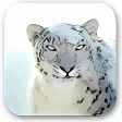 Snow Leopard Desktop Pictures