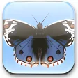 3D Desktop Butterflies Screen Saver