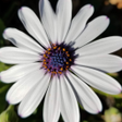 Ícone do programa: eHerbarium - Plant ID  Ph…