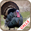 プログラムのアイコン：Turkey hunting calls