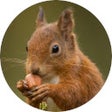 Biểu tượng của chương trình: Squirrel Wallpaper