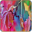 程序图标：Maple Leaf Live Wallpaper