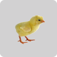 Ikona programu: Broiler Farm Management