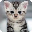 Icon of program: Cute Animals Wallpaper