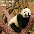 Cute Animals Wallpaper