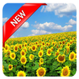 程序图标：Hd Flower Wallpaper
