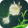 Cactus Flower Live Wallpaper icon