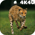 程序图标：4K Cheetah Sprint Live Wa…