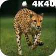 4K Cheetah Sprint Live Wallpaper