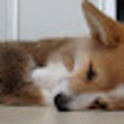 Ikon program: Corgis Everywhere