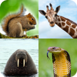Ícone do programa: Animal Quiz: Guess the An…