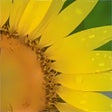 Ícone do programa: Sunflowers PREMIUM
