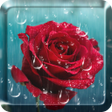 プログラムのアイコン：Rose Raindrop Live Wallpa…