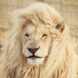 Icon of program: Animal Sounds