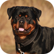 Icon of program: Rottweiler Dog Life Simul…