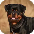 Rottweiler Dog Life Simulator