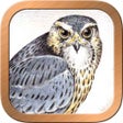 程序图标：Druid Oracle Cards