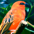 プログラムのアイコン：Birds Live Wallpaper