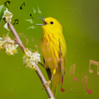Icon of program: Bird Ringtones  Wallpaper