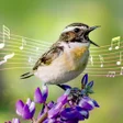Icon of program: Animals: Sounds and Ringt…