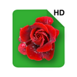 Icon of program: HD Rose Flowers Live Wall…