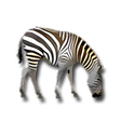 程序图标：Zebra scanner
