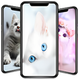 プログラムのアイコン：Cute Cat Wallpaper