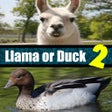 أيقونة البرنامج: Llama or Duck Quiz 2