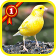 Icon of program: Canary Birds