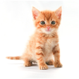 Icon of program: Kitten Sounds