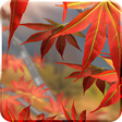 プログラムのアイコン：Autumn Tree Free