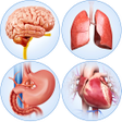 Icono de programa: Organs Anatomy Pro.