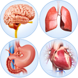 プログラムのアイコン：Organs Anatomy Pro.