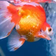 プログラムのアイコン：Gold Fish Live Wallpaper