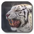 Bengal tiger live wallpaper