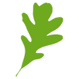 leaf browser icon