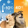 Cat  Dog Weather