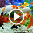 Ikon program: Aquarium Video Live Wallp…