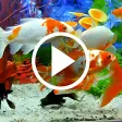 Aquarium Video Live Wallpaper