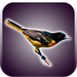 Icône du programme : Birds Sounds and Wallpape…