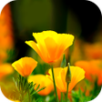 ไอคอนของโปรแกรม: Flower Wallpaper 2023