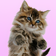 Иконка программы: Talking Cat. Dances and P…