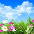 程序图标：Flower Spring Live Wallpa…