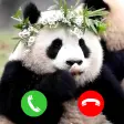 panda animal fake video call