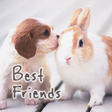 Иконка программы: icon  wallpaper-Friends-