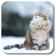 Icon of program: Snow Cats Live Wallpaper