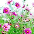 プログラムのアイコン：Sweet Flowers Live Wallpa…