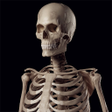 プログラムのアイコン: Human Skeleton Reference …