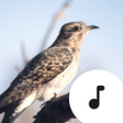 Biểu tượng của chương trình: Cuckoo Sounds