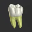 3D Tooth Anatomy